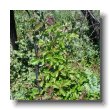 poison oak